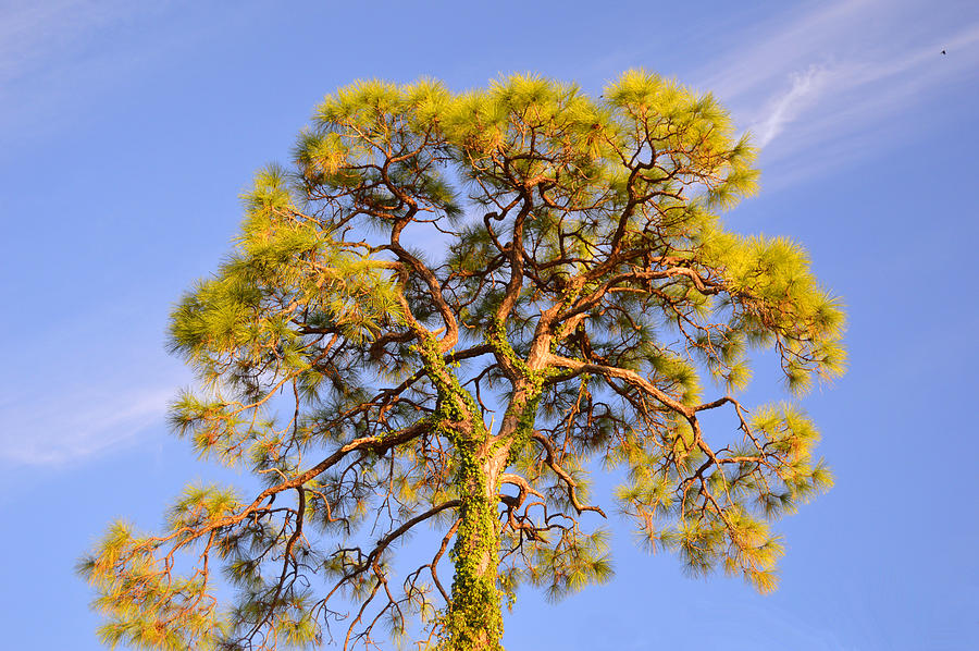 Nature Photograph - Wild Tree by Doug Grey