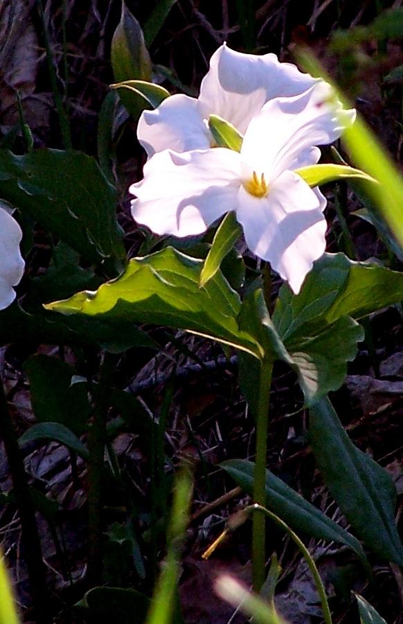 Wild Trillium Photograph by Kathleen Luther
