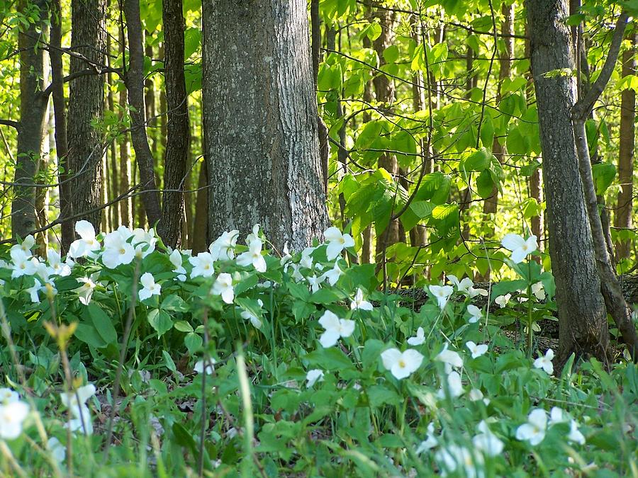 Wild Trilliums in the Woods Photograph by Kathleen Luther