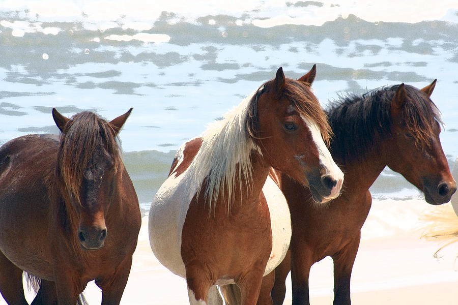 Assateague Photograph - Wild Trio by JB Stran Assateague Photograph - Wild Trio by JB Stran