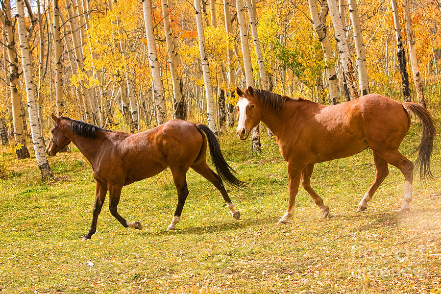 Wild Trotting Autumn Horses Photograph by James BO Insogna