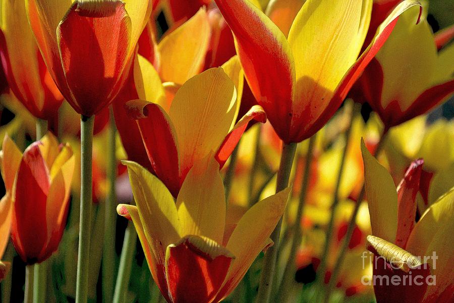 wild tulip II Photograph by Diane montana Jansson