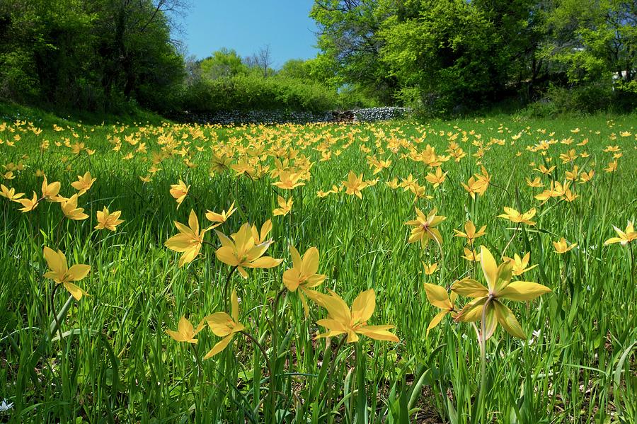 Wild Tulips (tulipa Sylvestris) Photograph by Bob Gibbons/science Photo Library