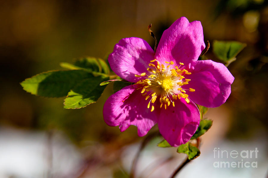 WIld Tundra Rose Photograph by Chris Heitstuman - Pixels