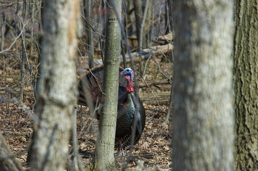 Wild Turkey 1 Photograph by David Armstrong