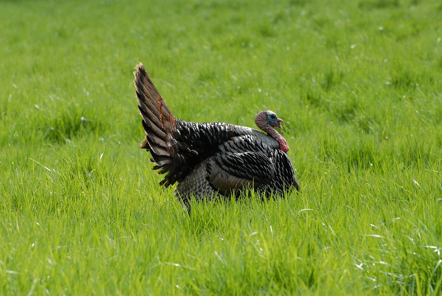 Bird Photograph - Wild Turkey 330 by Joyce StJames
