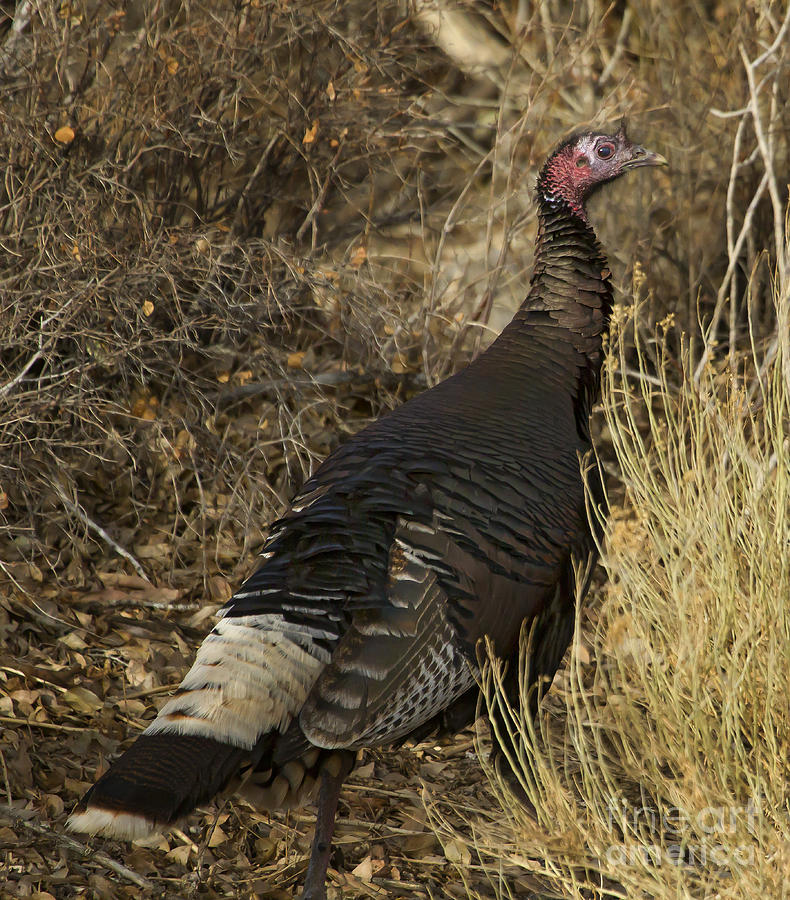 Turkey Photograph - Wild Turkey   #4725 by J L Woody Wooden