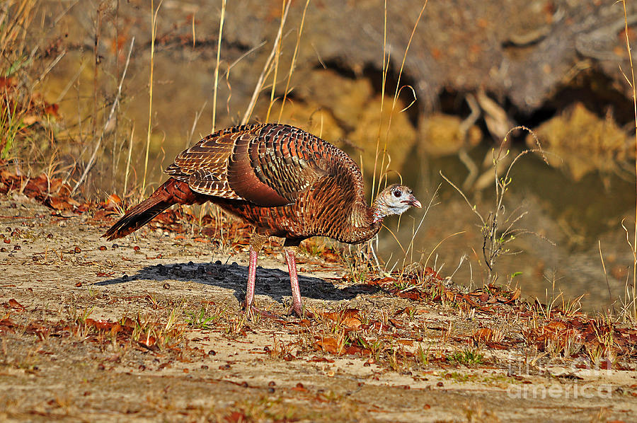 Wild Turkey Photograph - Wild Turkey by Al Powell Photography USA