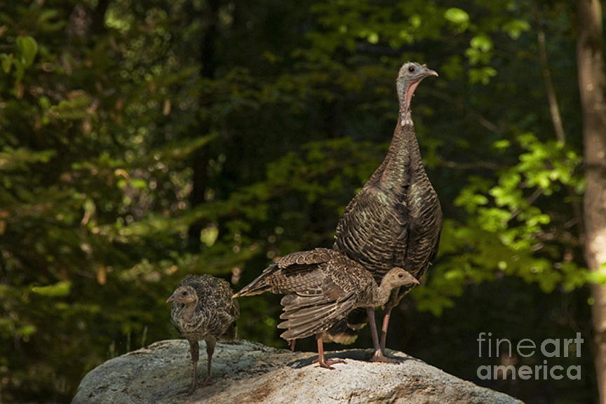 Wild Turkey And Chicks Photograph by Ron Sanford