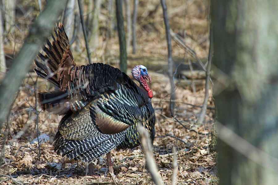 Wild Turkey Photograph by David Armstrong