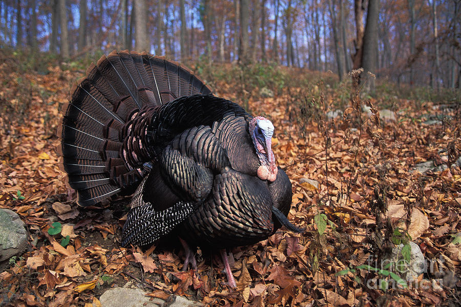 Turkey Photograph - Wild Turkey Displaying by Len Rue Jr