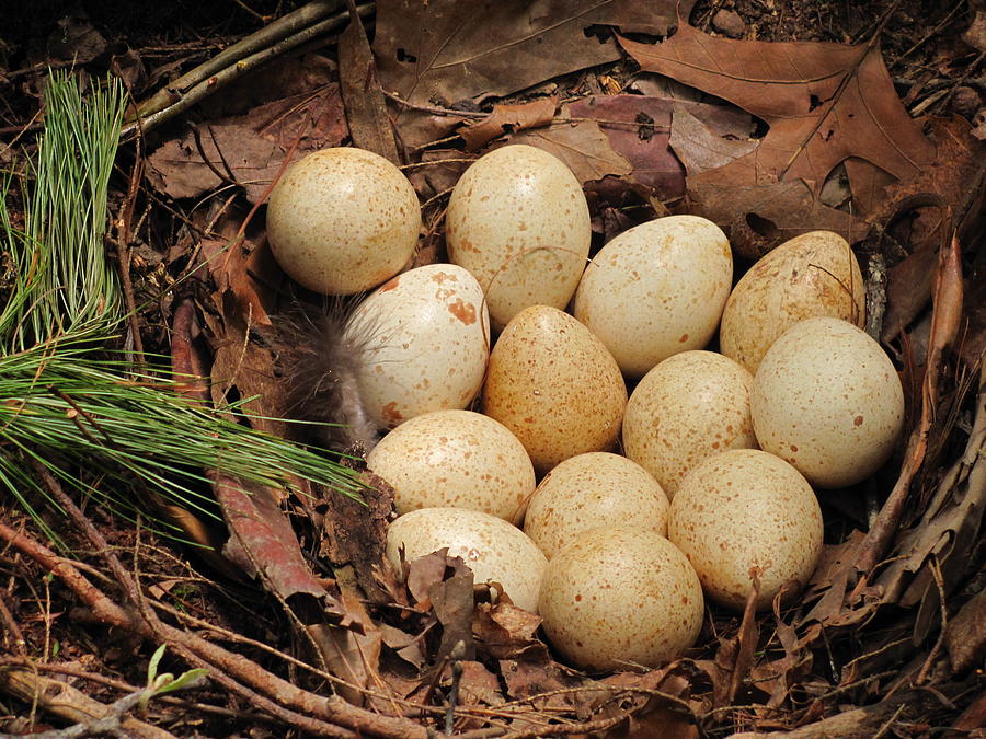 Wild turkey eggs in nest Photograph by Doug McPherson
