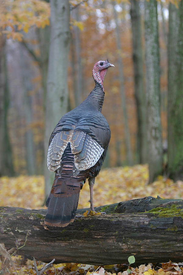 wild-turkey-fall-colors-photograph-by-monte-loomis-fine-art-america