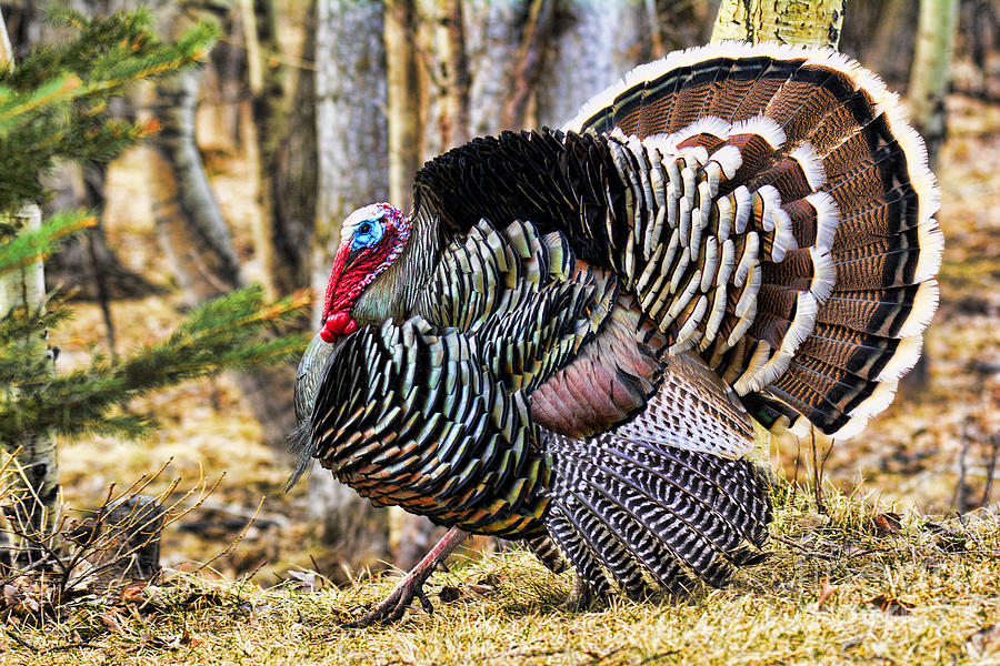 Wildlife Photograph - Wild Turkey by Gary Beeler