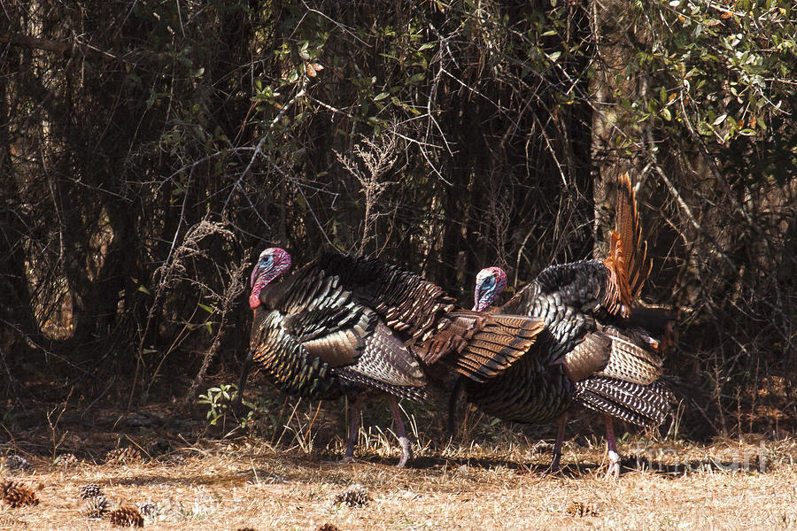 Wild Turkey Gobblers Photograph by Ronald Lutz