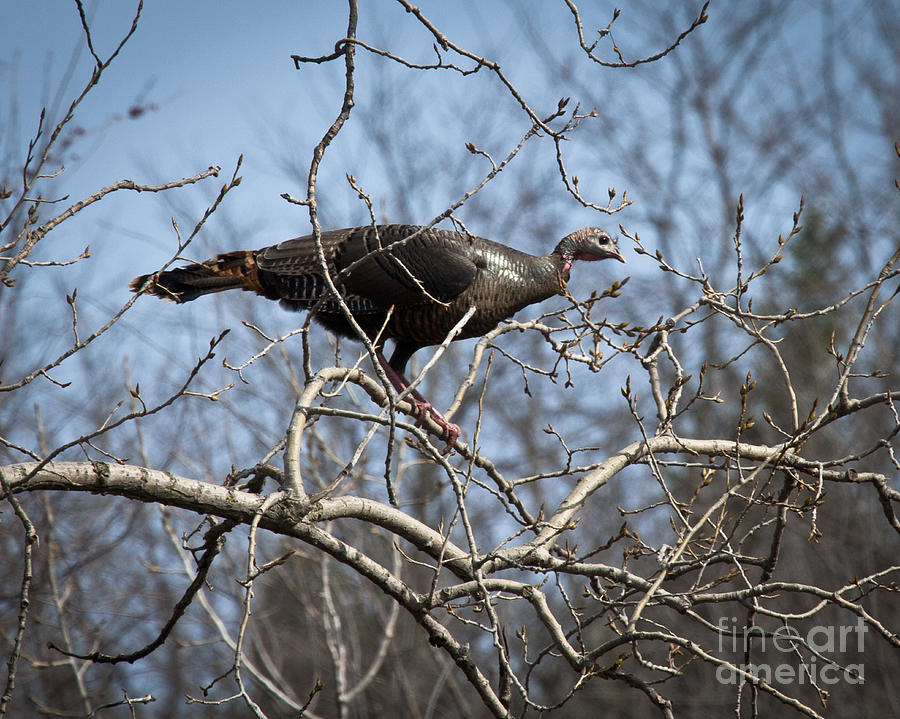 Wild Turkey In The Roost Photograph by Roger Bailey