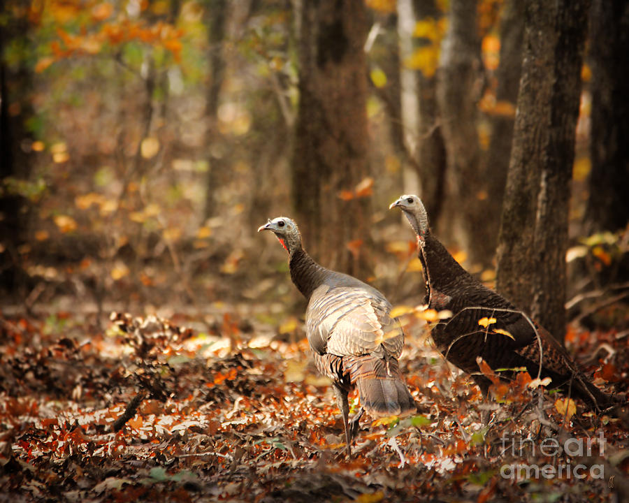 Wild Turkey Photograph by Jai Johnson