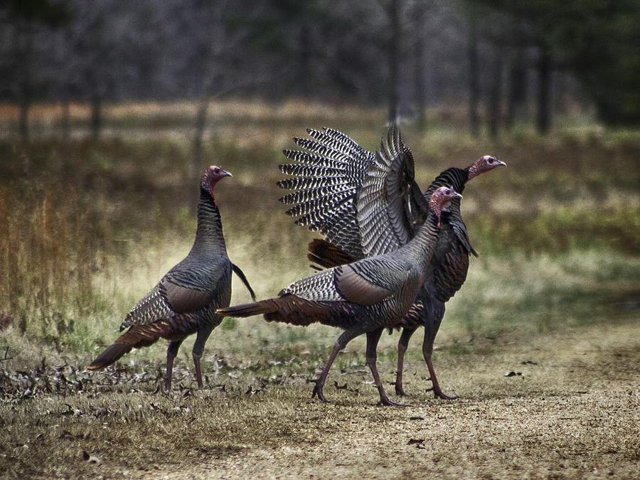 Wild Turkey Photograph by Kevin Senter