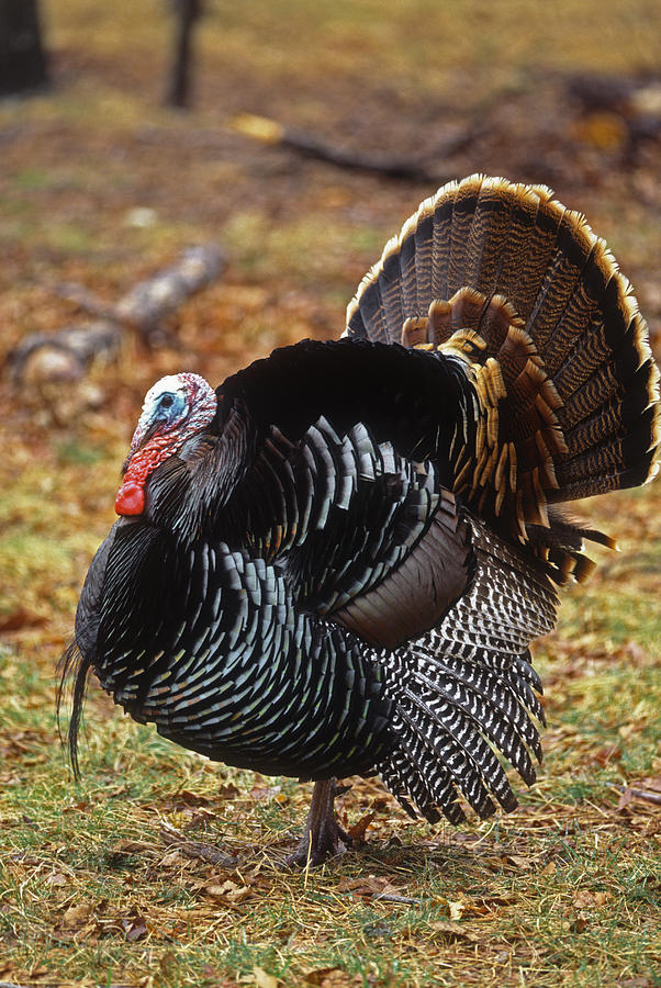 Wild Turkey Male Displaying Long Island Photograph by Tom Vezo