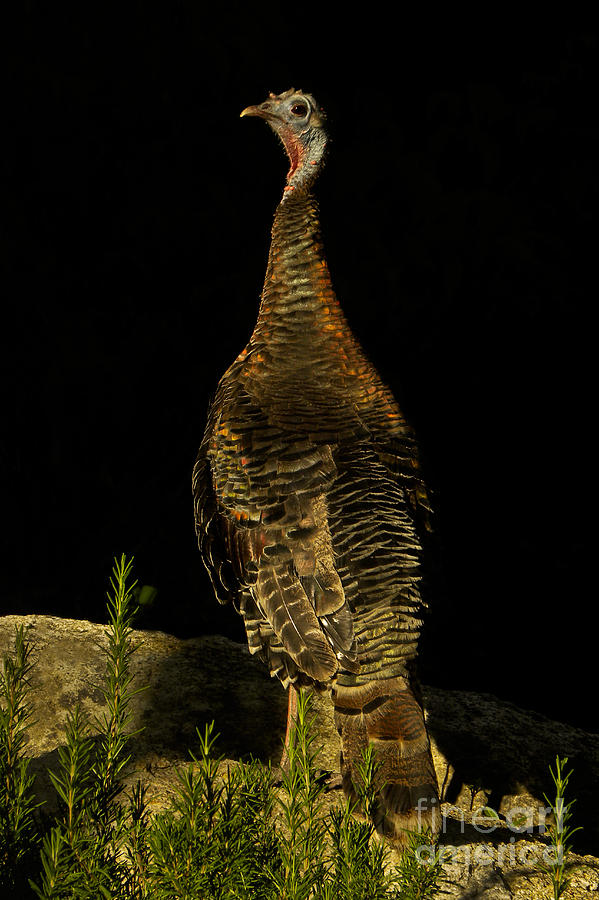 Wildlife Photograph - Wild Turkey Meleagris Gallopavo by Ron Sanford
