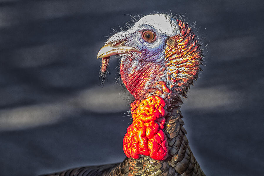 Nature Photograph - Wild Turkey Portrait by Constantine Gregory