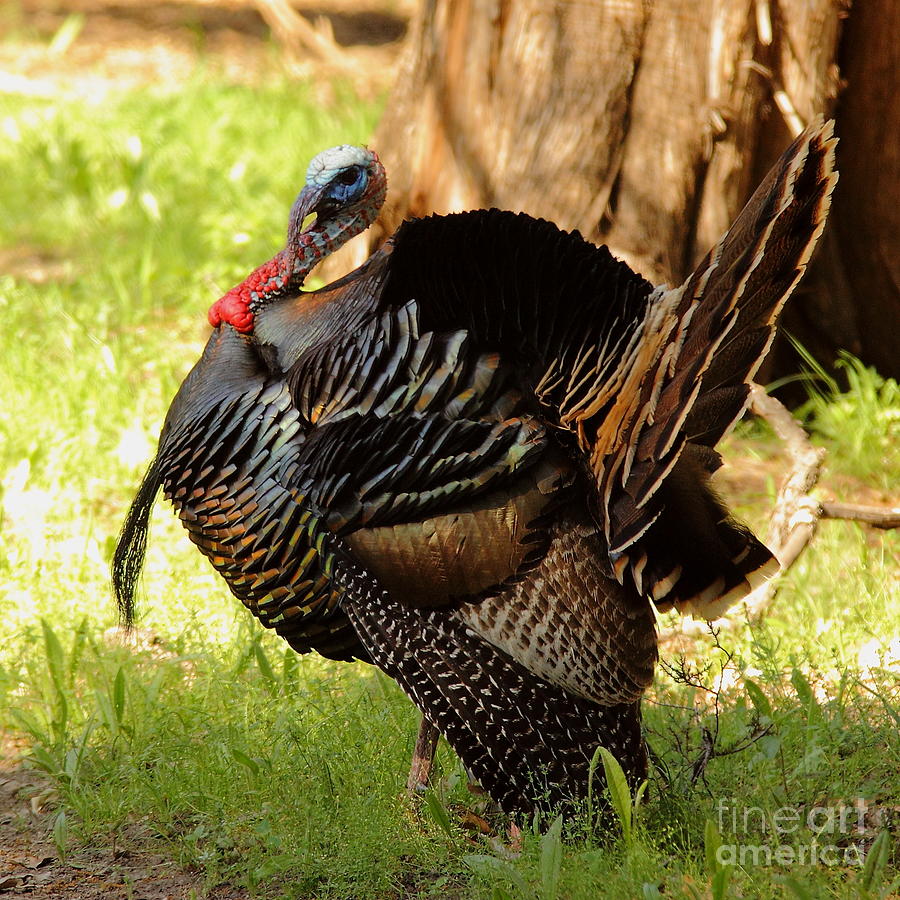 Wild Turkey Photograph by Robert Frederick