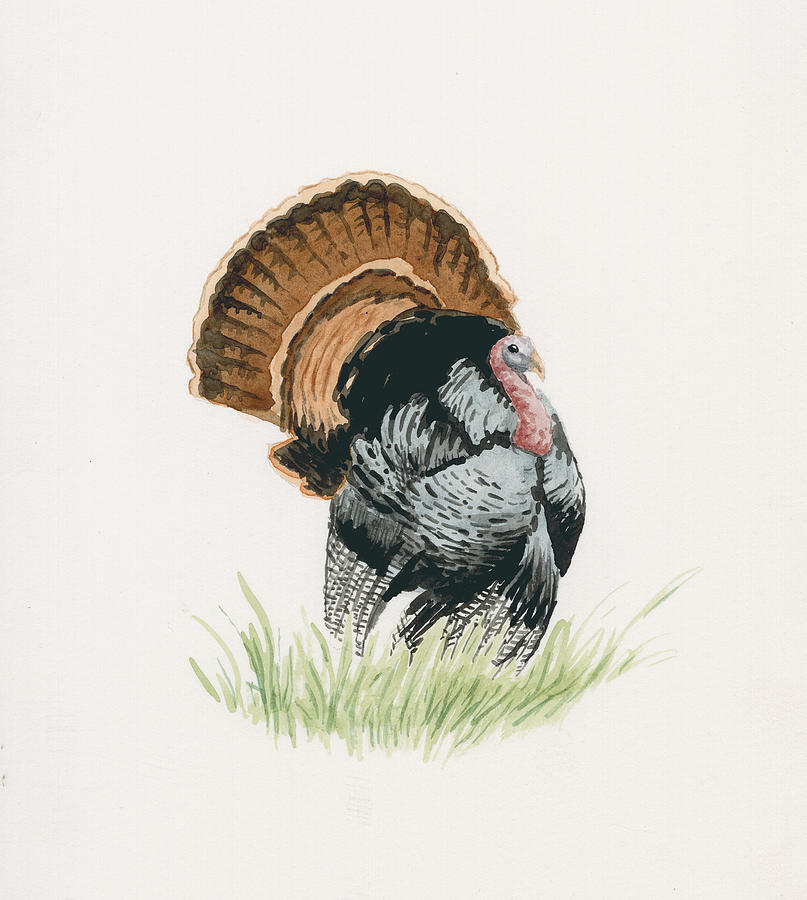 Wild Turkey Painting by Timothy Livingston