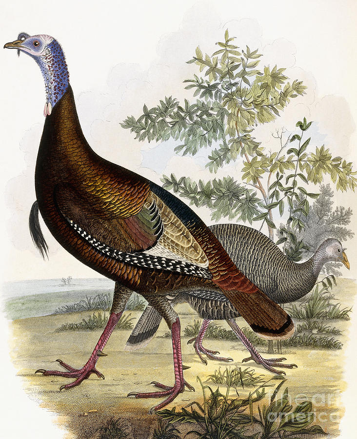 Wild Turkey Painting by Titian Ramsey Peale