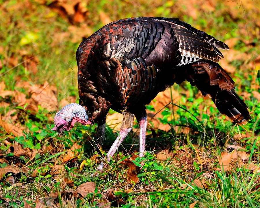 Wild Turkey Photograph by Walt Sterneman