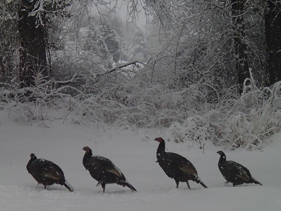 Wild Turkey Winter Photograph by Robert Nickologianis