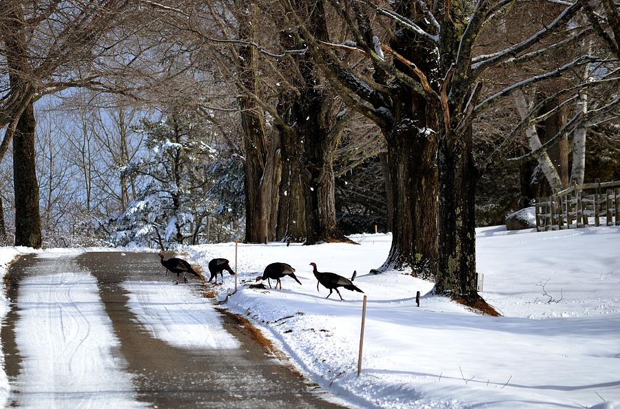 Wild Turkeys at Highland Farm Photograph by Nina-Rosa Dudy