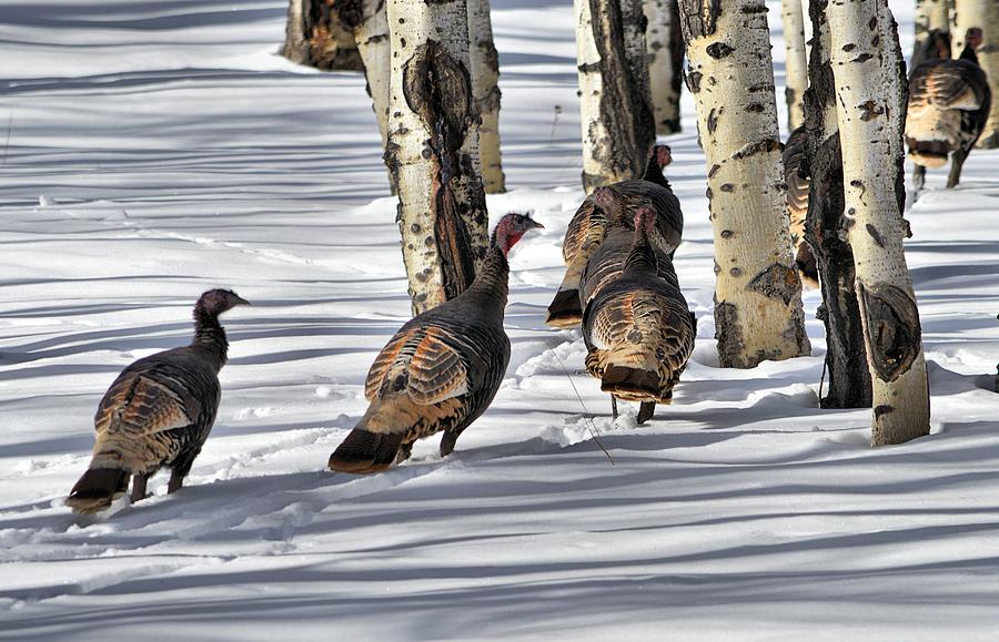Wild Turkeys I Photograph by Jacqui Binford-Bell