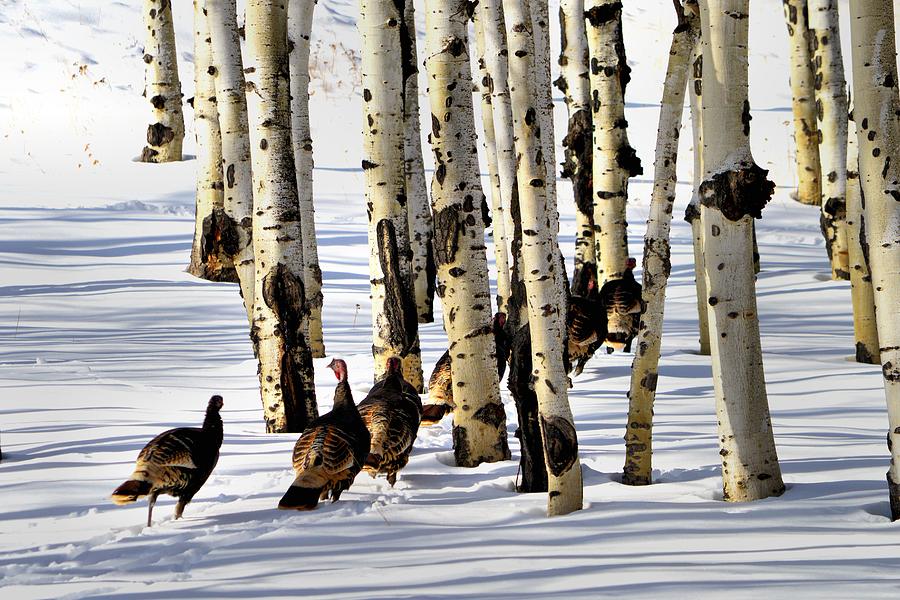 Wild Turkeys II Photograph by Jacqui Binford-Bell