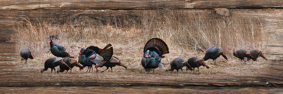 Turkey Photograph - Wild Turkeys by Lori Deiter