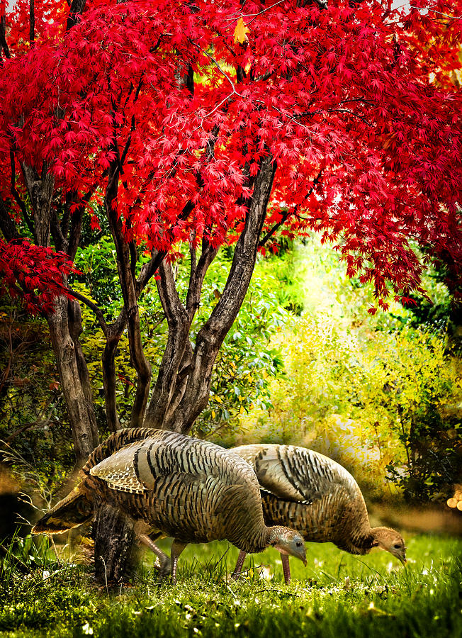 Fall Photograph - Wild Turkeys  by Ludmila Nayvelt