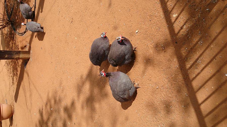 Wild Turkeys Photograph by Moshe Harboun