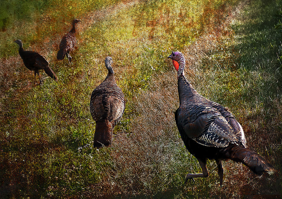 Turkey Photograph - Wild Turkeys by Rick Mosher
