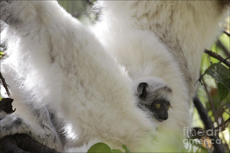 Wild Verreauxs Sifaka with baby Photograph by Liz Leyden