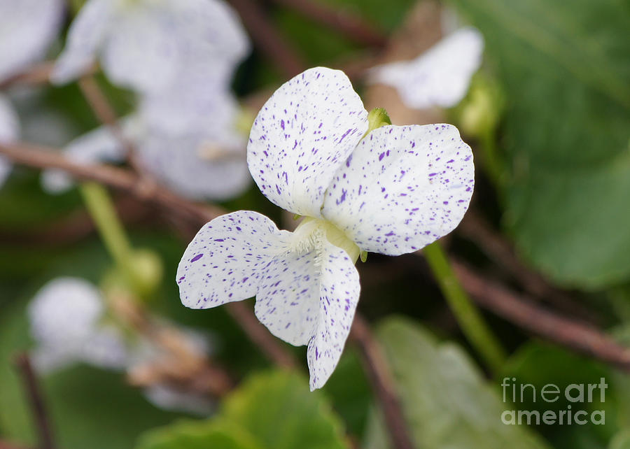 Flower Photograph - Wild Violet Flower by Robert E Alter Reflections of Infinity