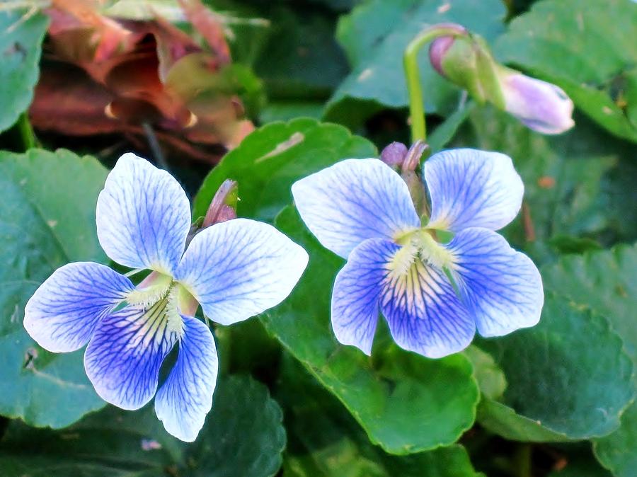 Wild Violets Photograph by Cynthia  Clark