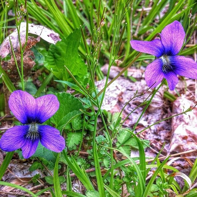 Flower Photograph - Wild Violets by Traci Law