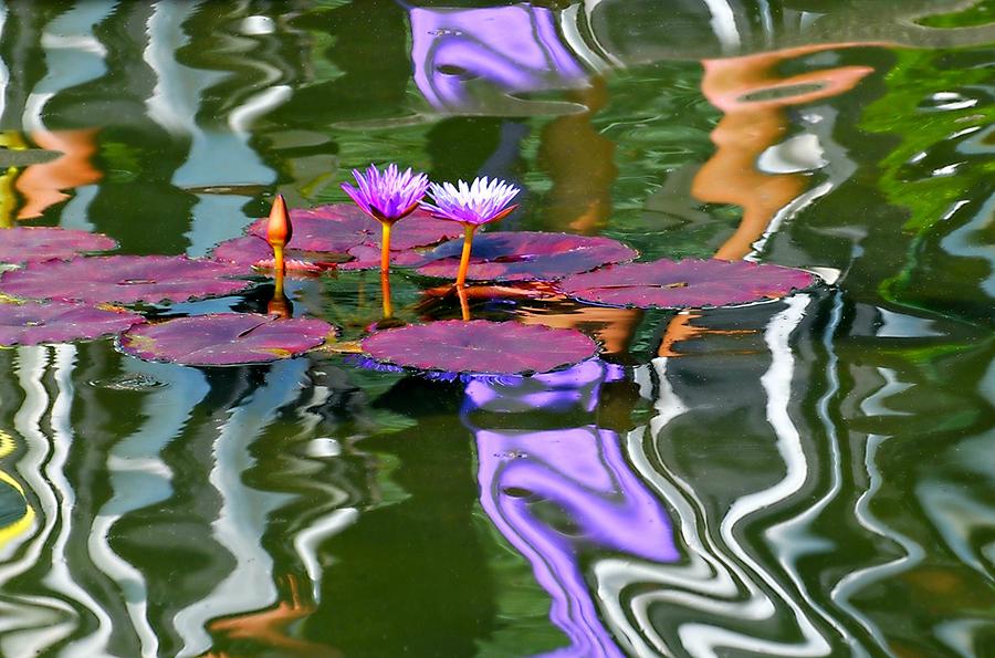 Wild Water Lilies Photograph by Diana Angstadt