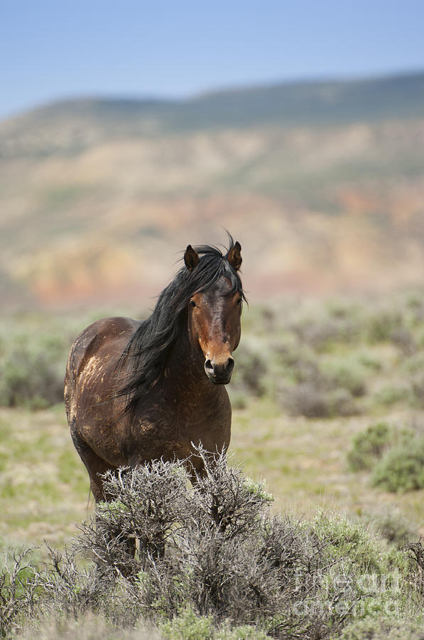 Horse Photograph - Wild Ways by Wildlife Fine Art