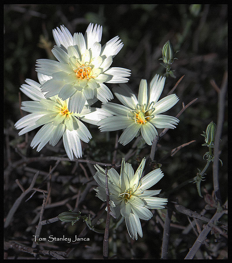 Wild White Chicory Flowers Photograph by Tom Janca