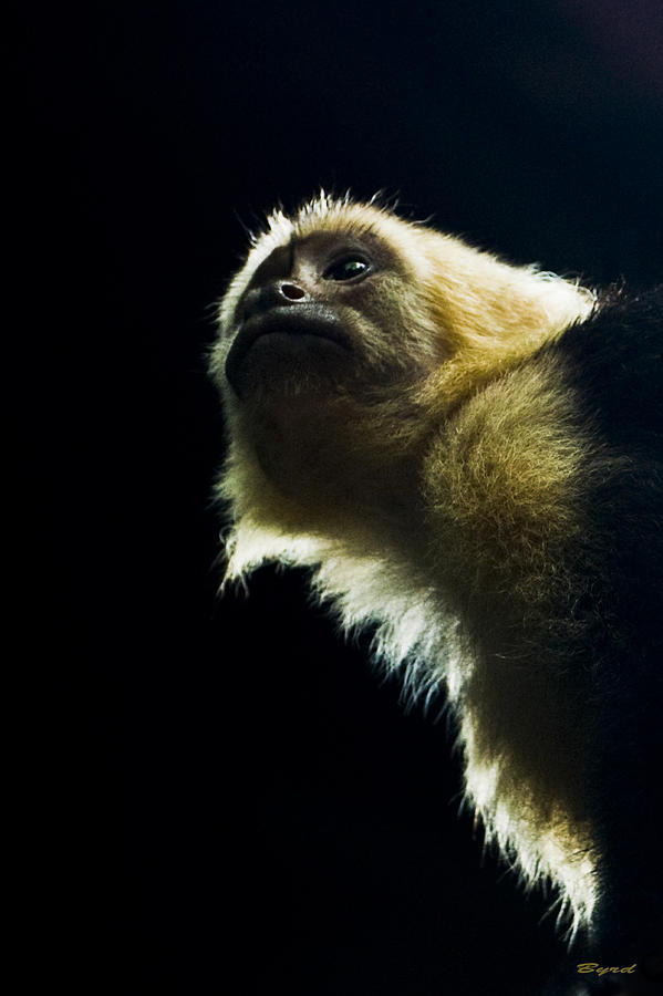 Wild White faced Capuchin monkey - Cebus capucinus Photograph by Christopher Byrd