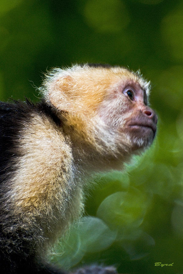Wild White-faced Capuchin monkey Photograph by Christopher Byrd
