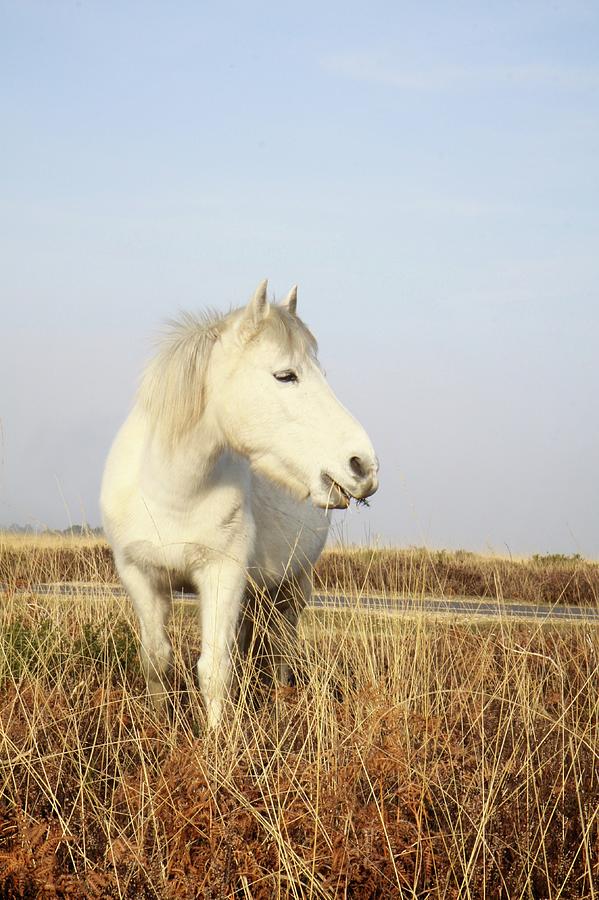 Wild White Horse New Forest National Photograph by Rosalind Morgan