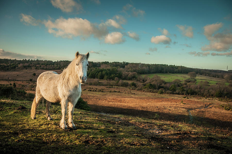 Wild White Horse, The New Forest Photograph by Gollykim