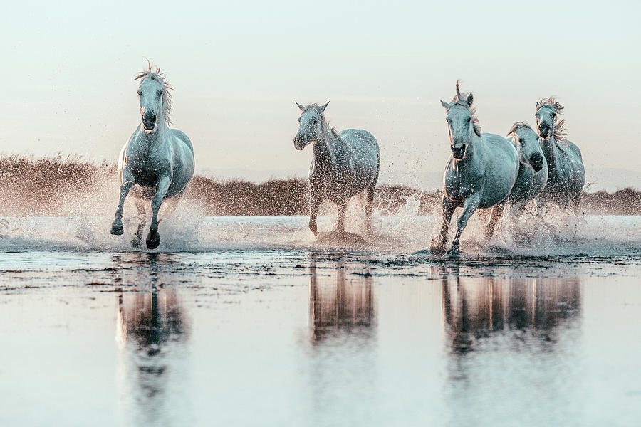 Wild White Horses of Camargue running in water Photograph by Francesco Riccardo Iacomino