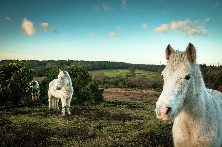 Wild White Horses, The New Forest Photograph by Gollykim